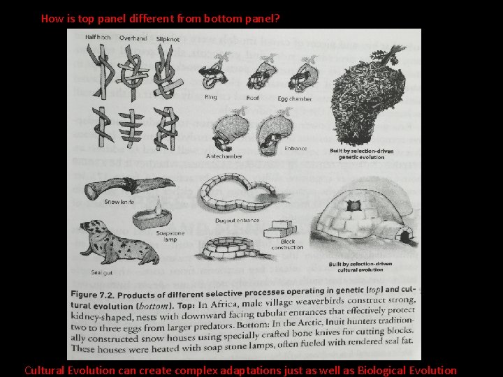 How is top panel different from bottom panel? Cultural Evolution can create complex adaptations