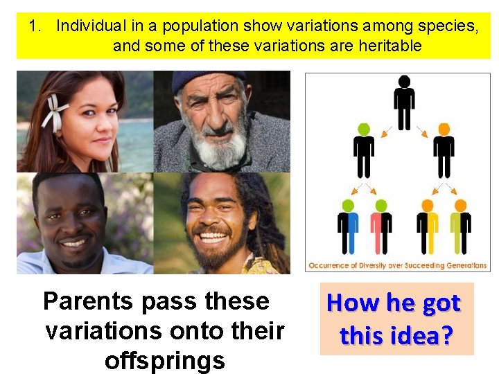 1. Individual in a population show variations among species, and some of these variations