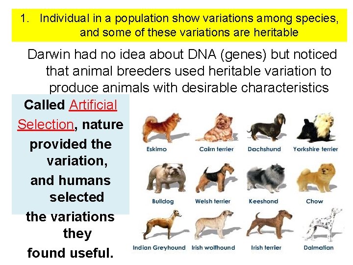 1. Individual in a population show variations among species, and some of these variations