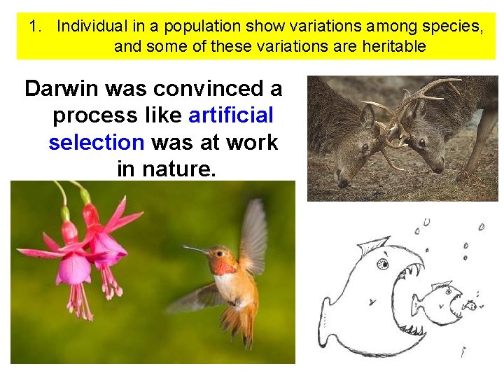 1. Individual in a population show variations among species, and some of these variations