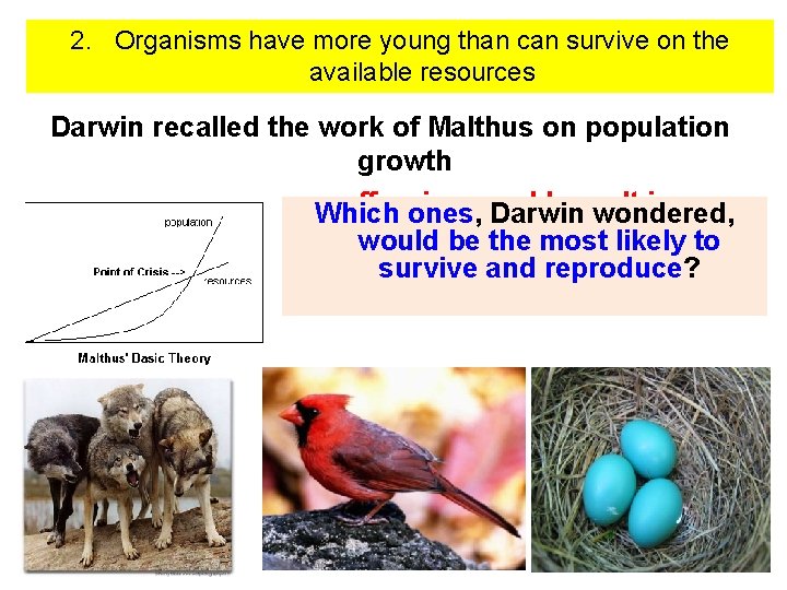 2. Organisms have more young than can survive on the available resources Darwin recalled