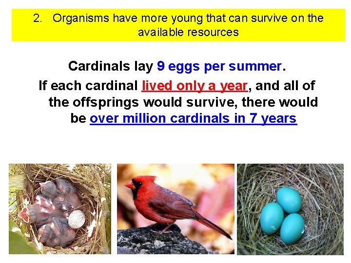 2. Organisms have more young that can survive on the available resources Cardinals lay