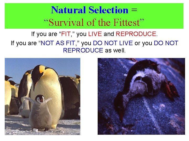 Natural Selection = “Survival of the Fittest” If you are “FIT, ” you LIVE