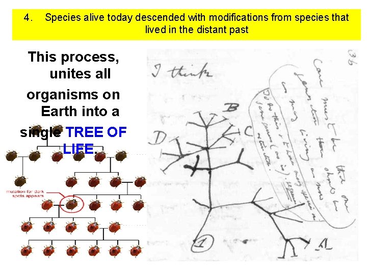 4. Species alive today descended with modifications from species that lived in the distant