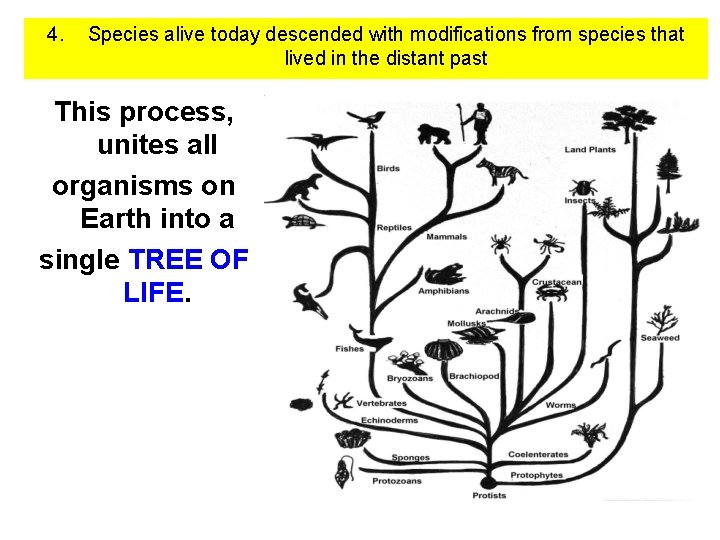 4. Species alive today descended with modifications from species that lived in the distant
