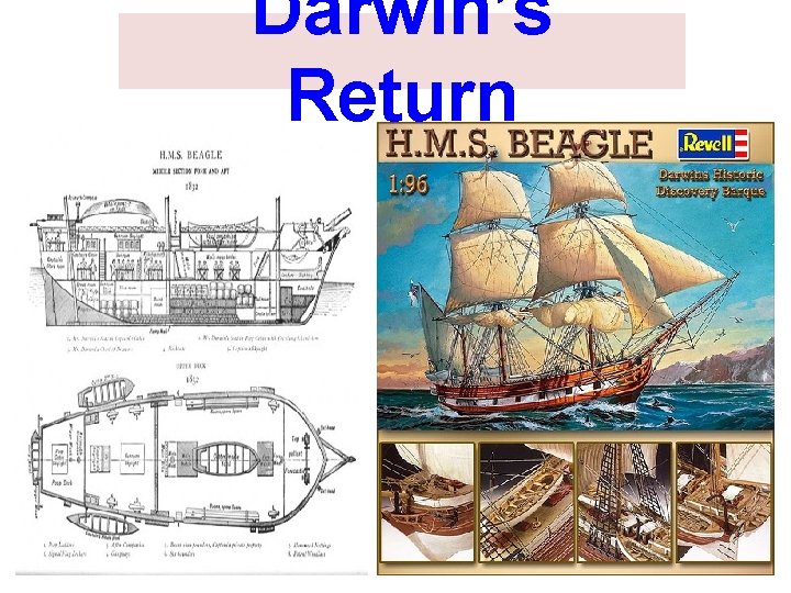 Darwin’s Return 