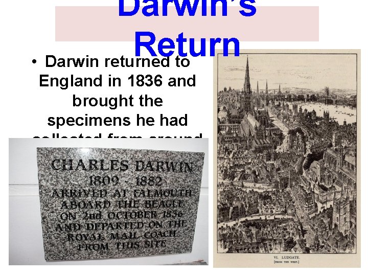 Darwin’s Return • Darwin returned to England in 1836 and brought the specimens he