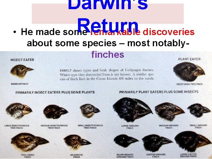 Darwin’s Return • He made some remarkable discoveries about some species – most notablyfinches