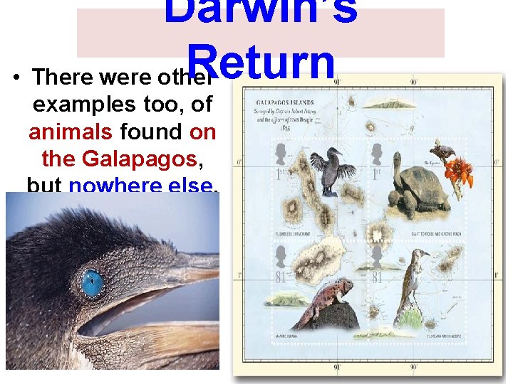 Darwin’s Return • There were other examples too, of animals found on the Galapagos,