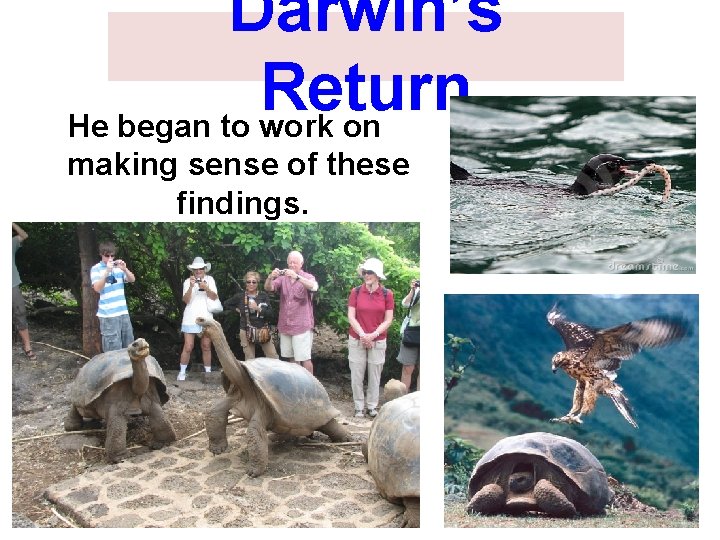 Darwin’s Return He began to work on making sense of these findings. 