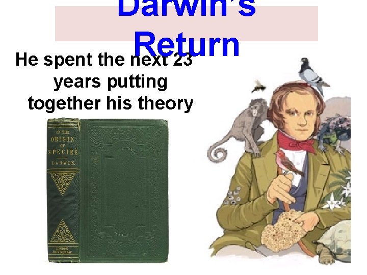 Darwin’s Return He spent the next 23 years putting together his theory 