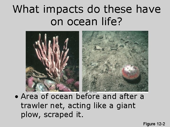 What impacts do these have on ocean life? • Area of ocean before and