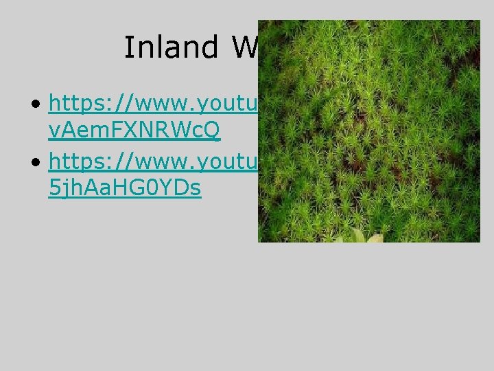 Inland Wetlands • https: //www. youtube. com/watch? v= v. Aem. FXNRWc. Q • https: