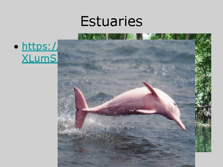 Estuaries • https: //www. youtube. com/watch? v= XLum. SN 4 G 5 P 4