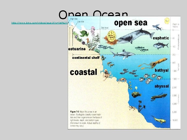 Open Ocean http: //www. bing. com/videos/search? q=let%27 s+name+the+zones+of+the+open+sea+song&FORM=HDRSC 3#view=detail&mid=7 B 1 CF 5 24546