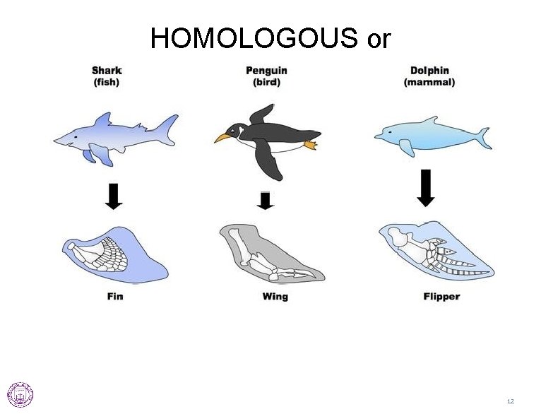 HOMOLOGOUS or ANALOGOUS? 12 