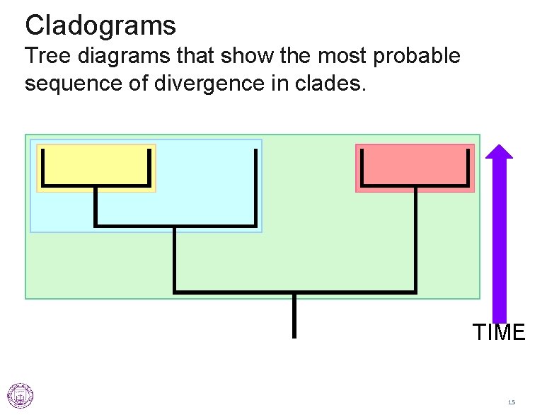 Cladograms Tree diagrams that show the most probable sequence of divergence in clades. TIME