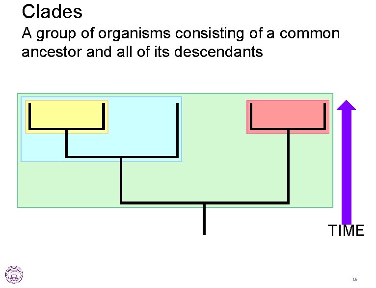 Clades A group of organisms consisting of a common ancestor and all of its