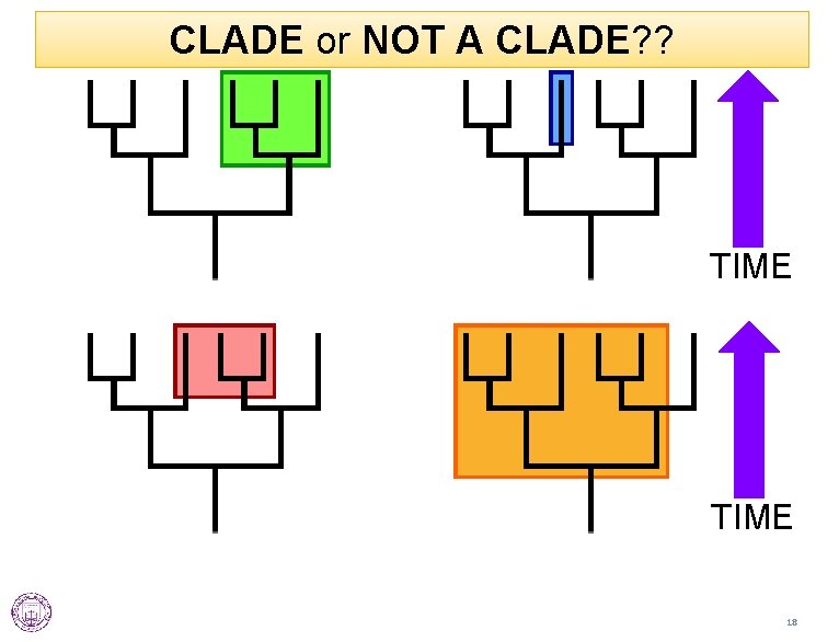 CLADE or NOT A CLADE? ? TIME 18 