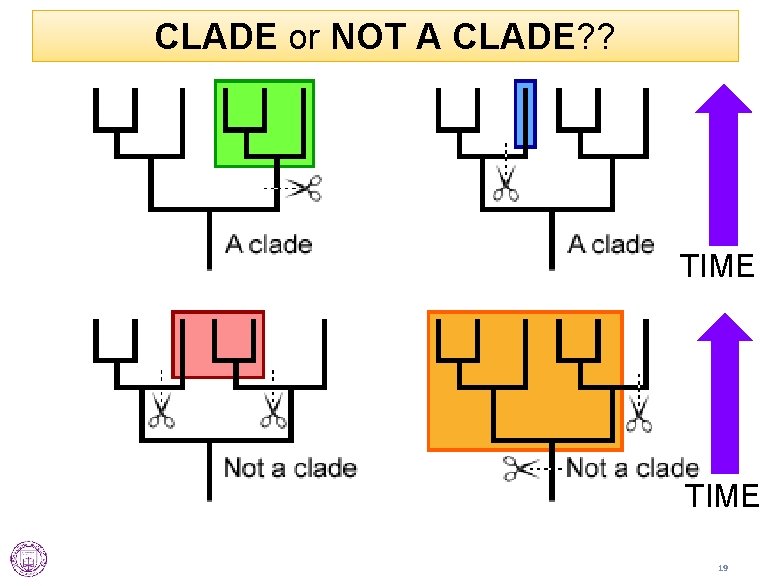 CLADE or NOT A CLADE? ? TIME 19 