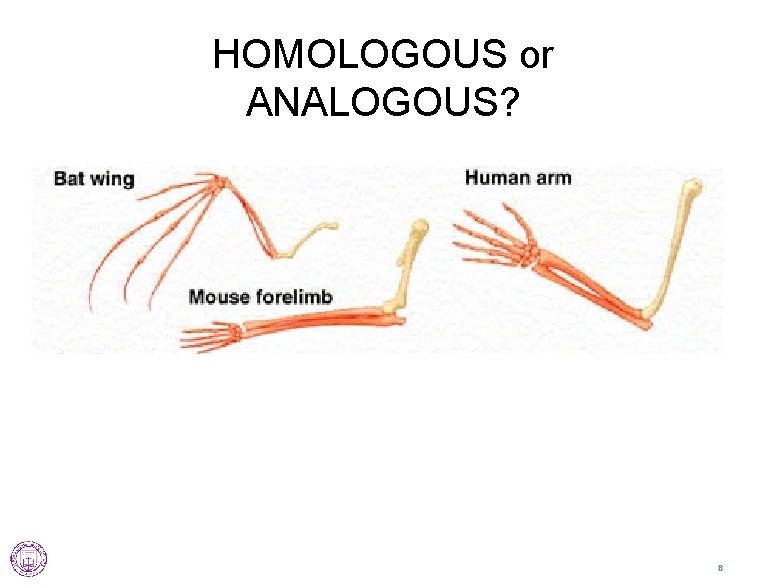 HOMOLOGOUS or ANALOGOUS? 8 