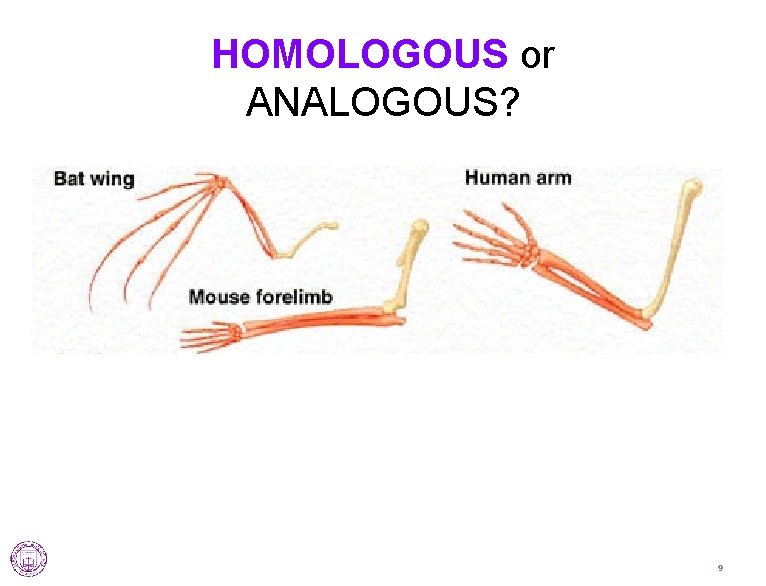 HOMOLOGOUS or ANALOGOUS? 9 