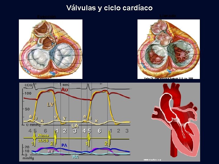 Válvulas y ciclo cardíaco Eyección Llenado Netter FH: Atlas of Clinical Anatomy, D. G.