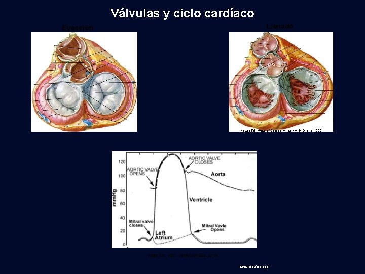 Válvulas y ciclo cardíaco Llenado Eyección Netter FH: Atlas of Clinical Anatomy, D. G.