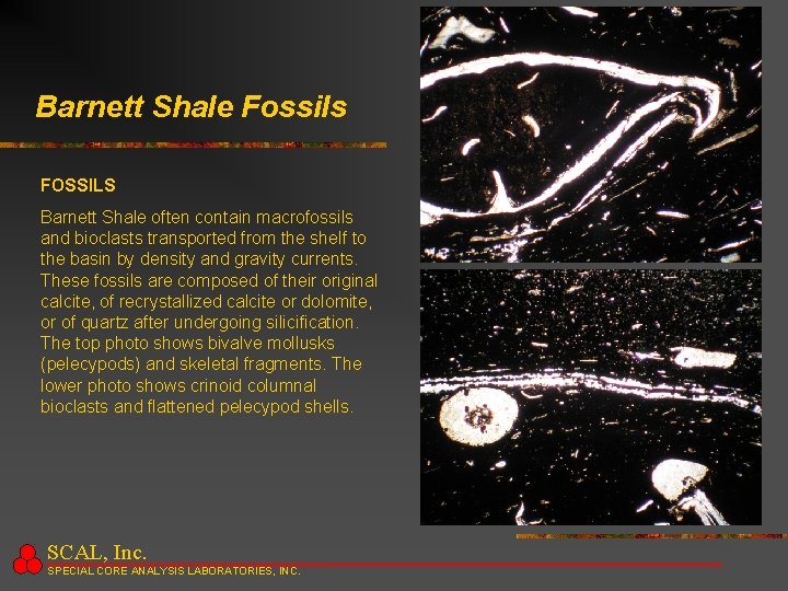 Barnett Shale Fossils FOSSILS Barnett Shale often contain macrofossils and bioclasts transported from the