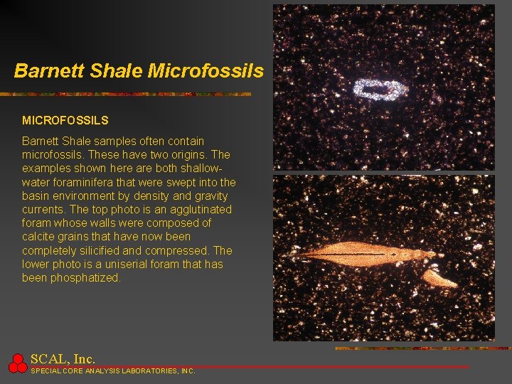 Barnett Shale Microfossils MICROFOSSILS Barnett Shale samples often contain microfossils. These have two origins.
