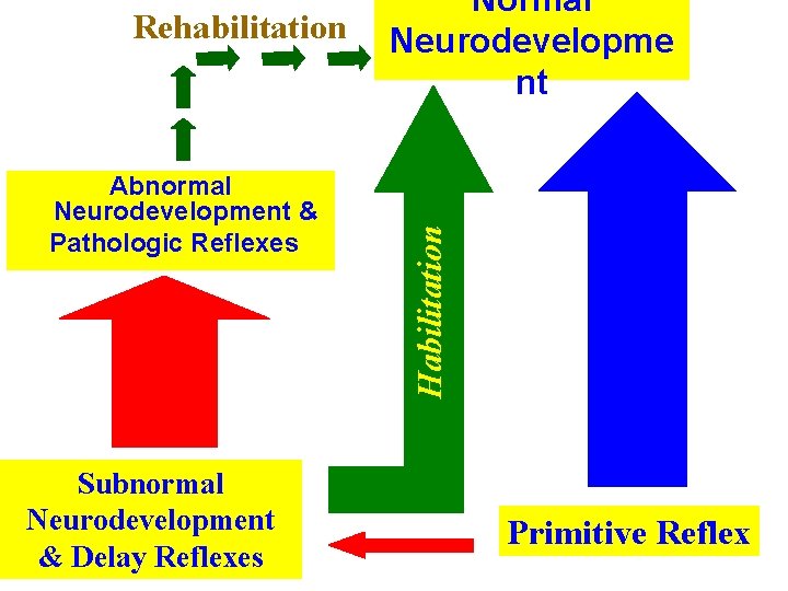 Abnormal Neurodevelopment & Pathologic Reflexes Subnormal Neurodevelopment & Delay Reflexes Habilitation Rehabilitation Normal Neurodevelopme