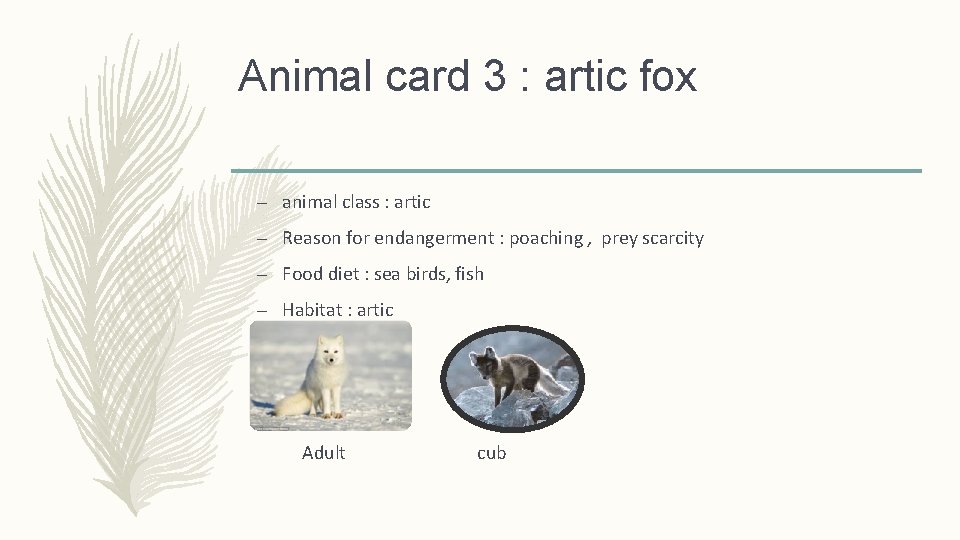 Animal card 3 : artic fox – animal class : artic – Reason for