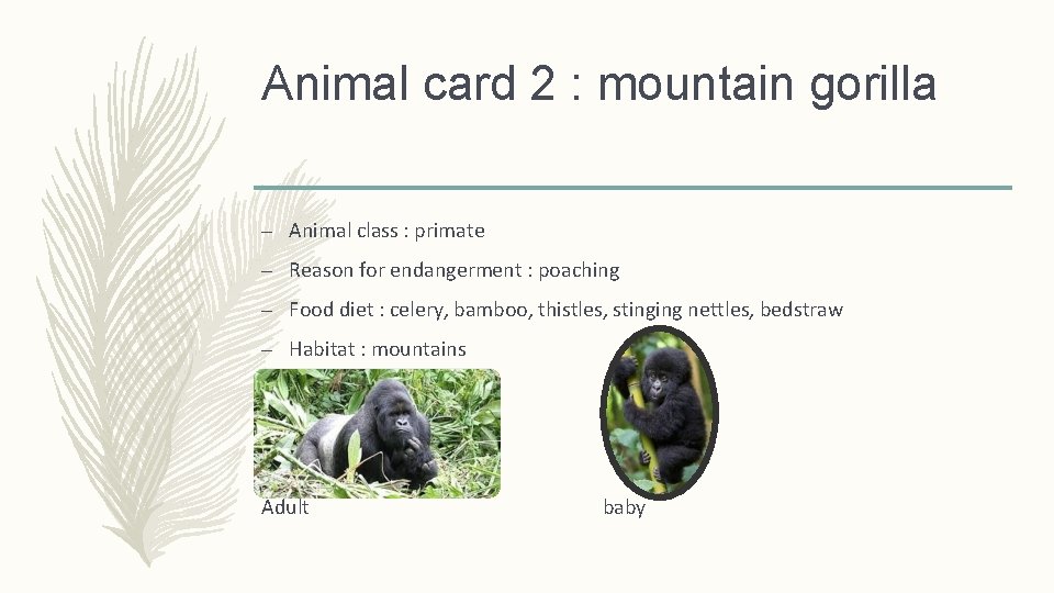 Animal card 2 : mountain gorilla – Animal class : primate – Reason for