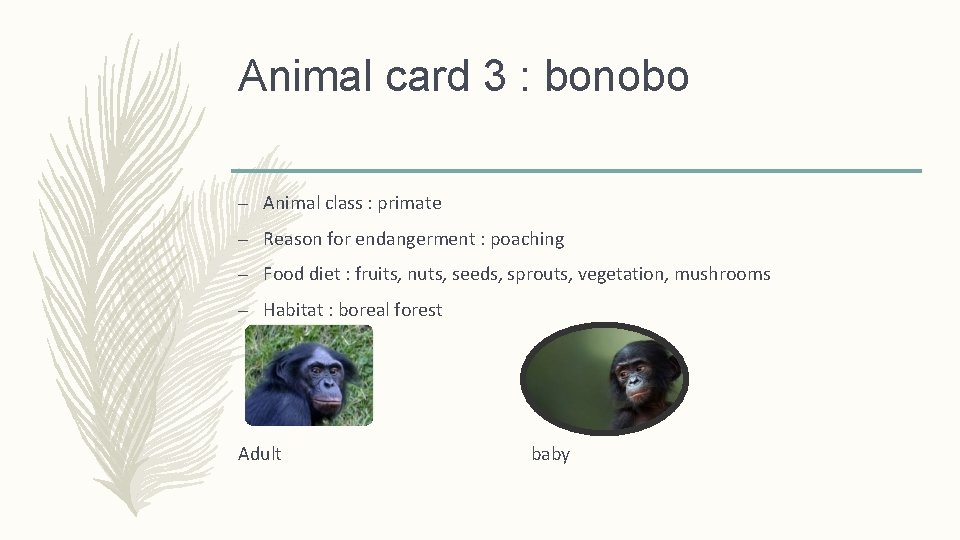 Animal card 3 : bonobo – Animal class : primate – Reason for endangerment