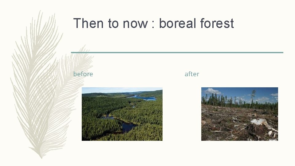Then to now : boreal forest before after 