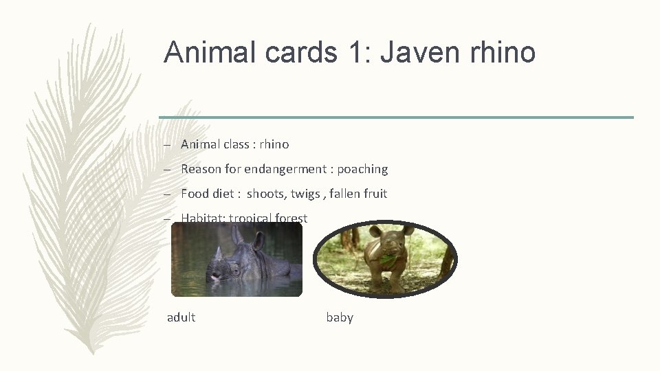 Animal cards 1: Javen rhino – Animal class : rhino – Reason for endangerment