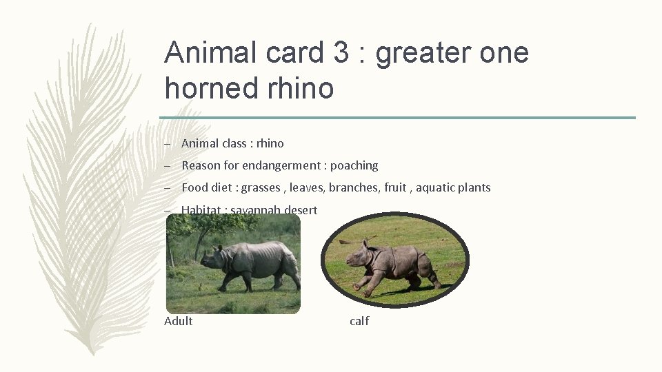 Animal card 3 : greater one horned rhino – Animal class : rhino –