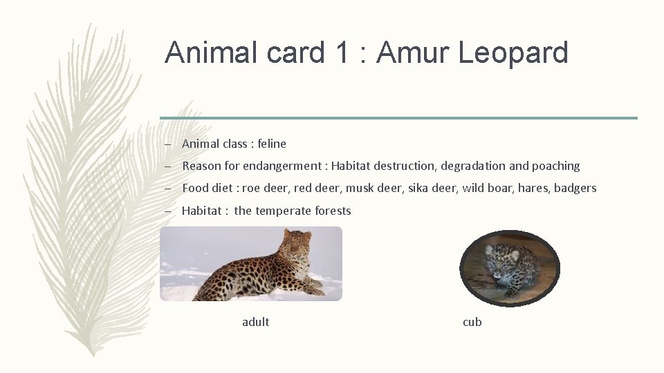 Animal card 1 : Amur Leopard – Animal class : feline – Reason for