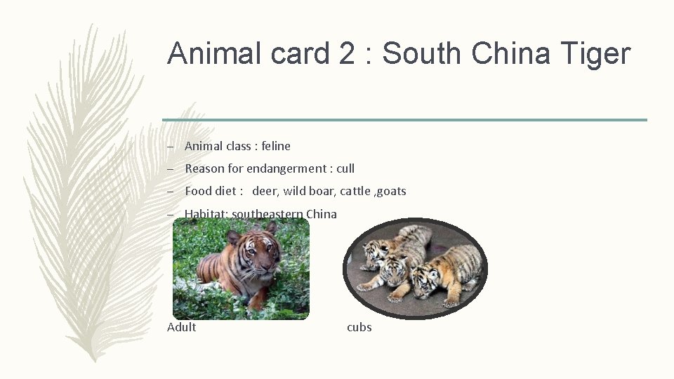 Animal card 2 : South China Tiger – Animal class : feline – Reason
