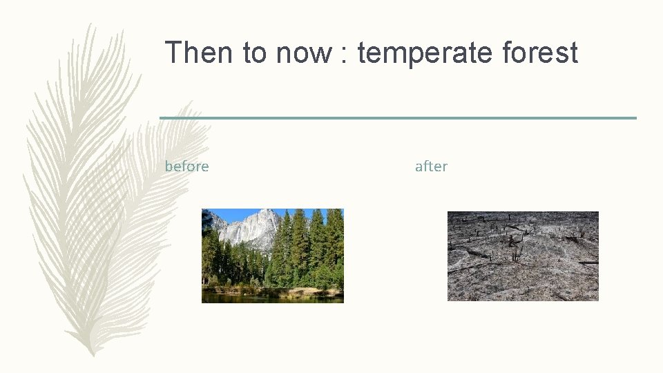 Then to now : temperate forest before after 