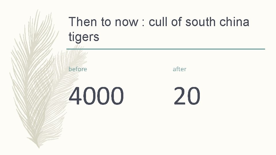 Then to now : cull of south china tigers before after 4000 20 