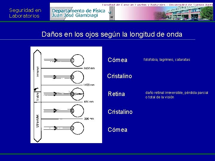 Seguridad en Laboratorios Daños en los ojos según la longitud de onda Córnea fotofobia,