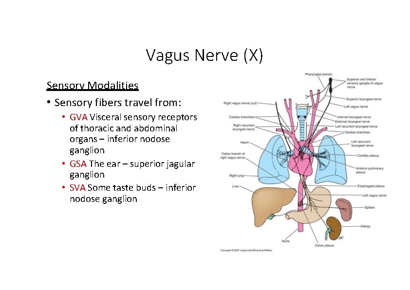 Vagus Nerve (X) Sensory Modalities • Sensory fibers travel from: • GVA Visceral sensory Vagus Nerve (X) Sensory Modalities • Sensory fibers travel from: • GVA Visceral sensory