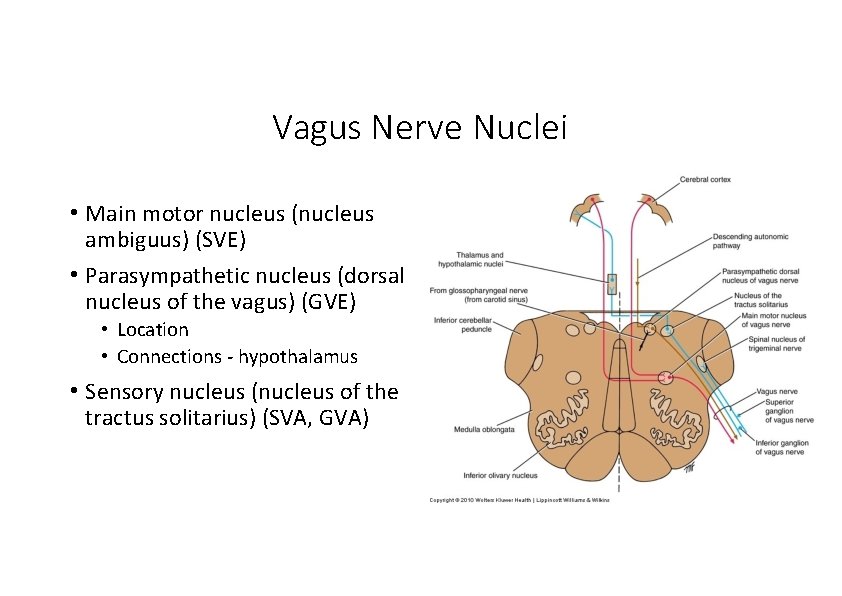 Vagus Nerve Nuclei • Main motor nucleus (nucleus ambiguus) (SVE) • Parasympathetic nucleus (dorsal Vagus Nerve Nuclei • Main motor nucleus (nucleus ambiguus) (SVE) • Parasympathetic nucleus (dorsal