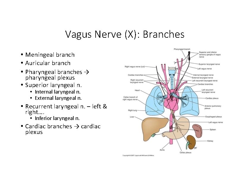 Vagus Nerve (X): Branches • Meningeal branch • Auricular branch • Pharyngeal branches → Vagus Nerve (X): Branches • Meningeal branch • Auricular branch • Pharyngeal branches →