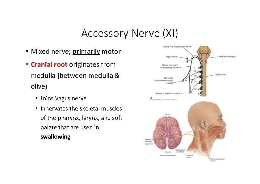 Accessory Nerve (XI) • Mixed nerve; primarily motor • Cranial root originates from medulla Accessory Nerve (XI) • Mixed nerve; primarily motor • Cranial root originates from medulla