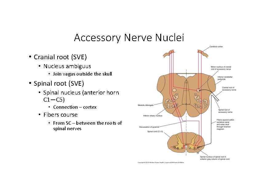 Accessory Nerve Nuclei • Cranial root (SVE) • Nucleus ambiguus • Join vagus outside Accessory Nerve Nuclei • Cranial root (SVE) • Nucleus ambiguus • Join vagus outside