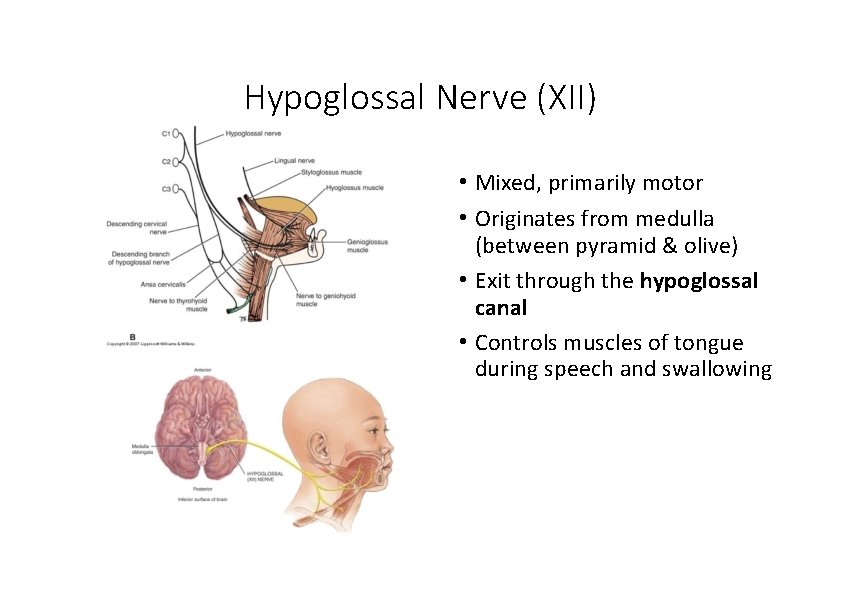 Hypoglossal Nerve (XII) • Mixed, primarily motor • Originates from medulla (between pyramid & Hypoglossal Nerve (XII) • Mixed, primarily motor • Originates from medulla (between pyramid &