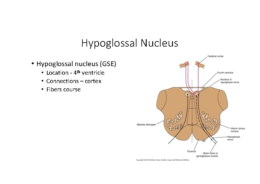Hypoglossal Nucleus • Hypoglossal nucleus (GSE) • Location ‐ 4 th ventricle • Connections Hypoglossal Nucleus • Hypoglossal nucleus (GSE) • Location ‐ 4 th ventricle • Connections