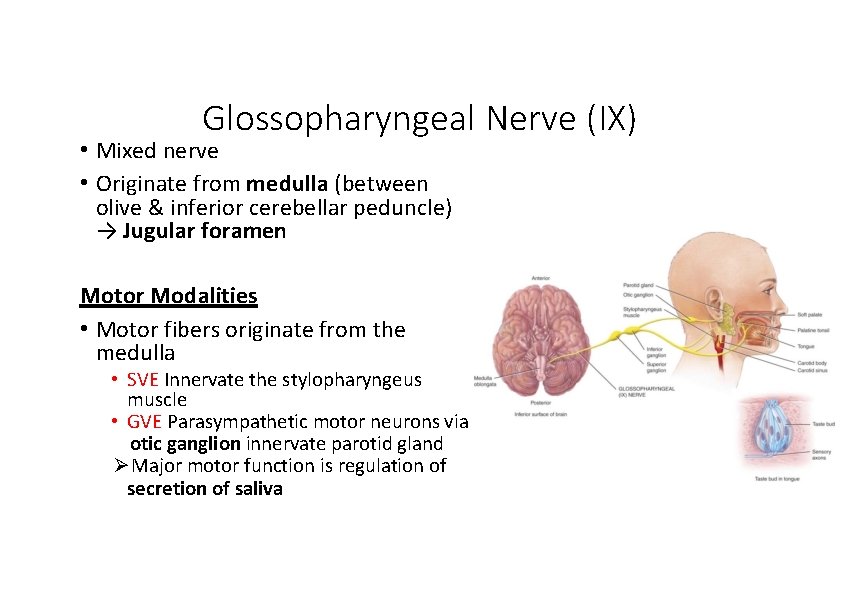 Glossopharyngeal Nerve (IX) • Mixed nerve • Originate from medulla (between olive & inferior Glossopharyngeal Nerve (IX) • Mixed nerve • Originate from medulla (between olive & inferior